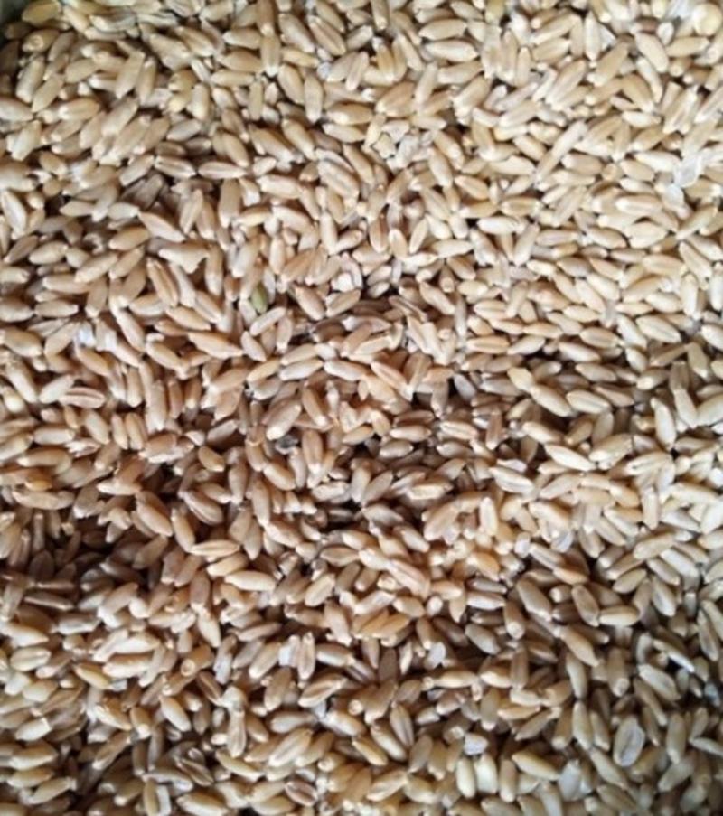 浮小麦浮小麦过筛干净无杂蓖麦