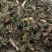 薄荷产新薄荷全颗切片干净无杂色泽青