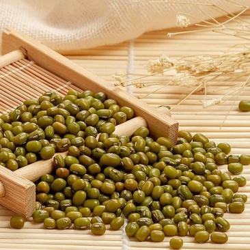 海兴特产绿豆农家自产生笨绿豆毛绿豆五谷杂粮
