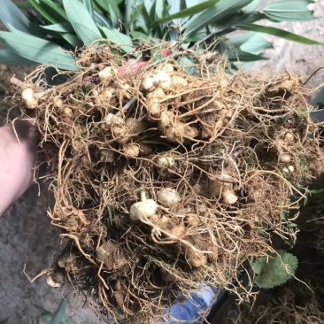 黄精苗多花姜型黄精苗老虎姜苗