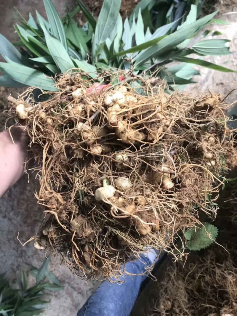 黄精苗多花姜型黄精苗老虎姜苗