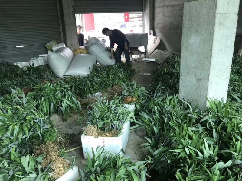 黄精苗多花姜型黄精苗老虎姜苗