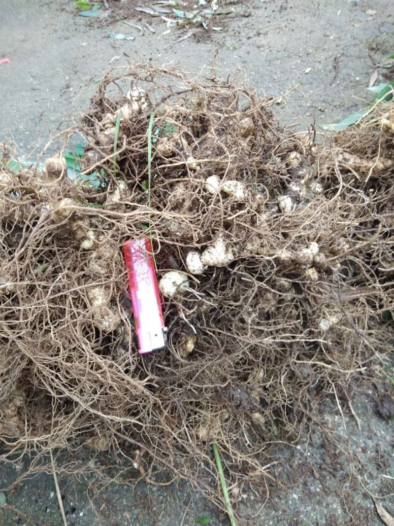 黄精苗多花姜型黄精苗老虎姜苗