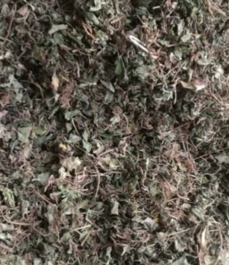 金钱草新货金钱草自然晾晒无硫***颜色青
