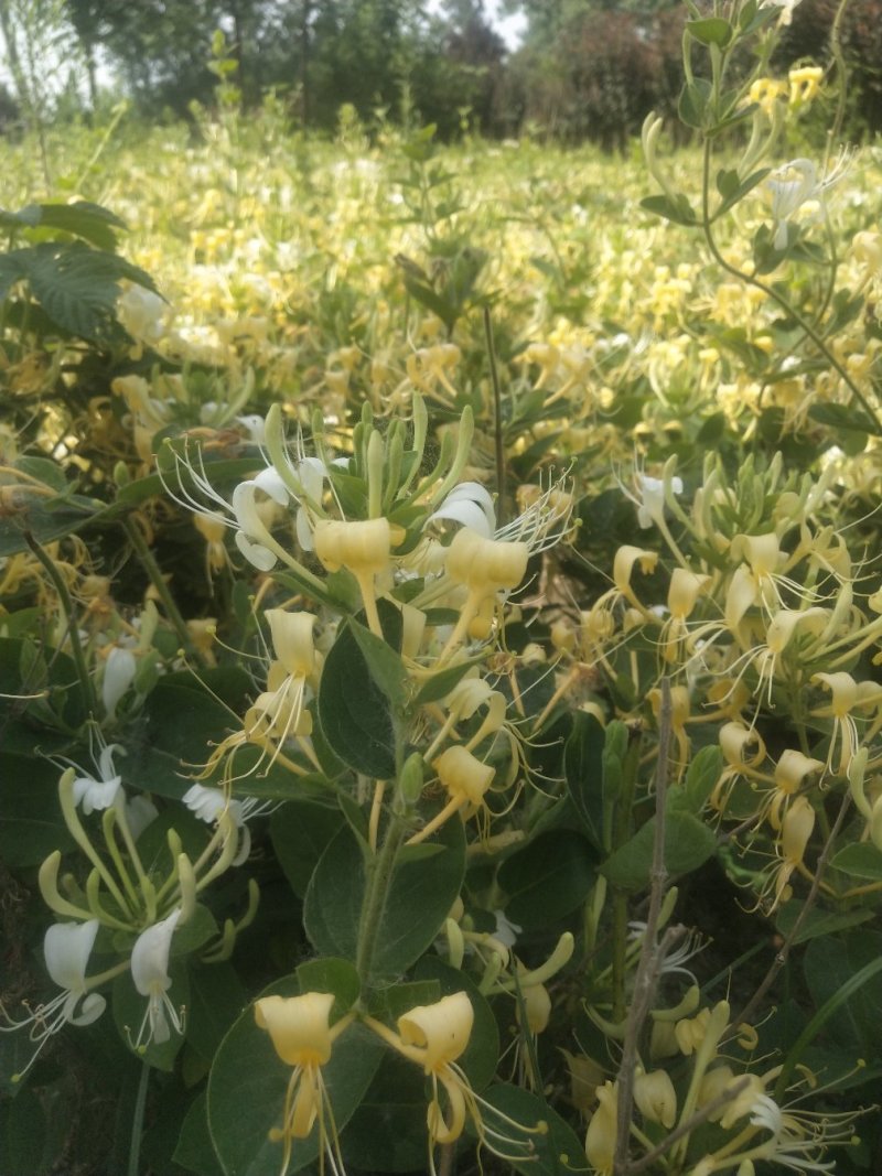 金银花爬藤植物，黄色、红色可选，花量大，好管理