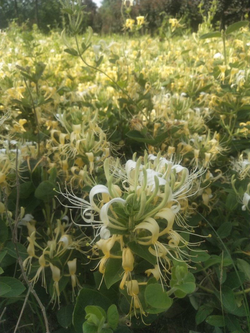 金银花爬藤植物，黄色、红色可选，花量大，好管理