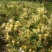 金银花爬藤植物，黄色、红色可选，花量大，好管理