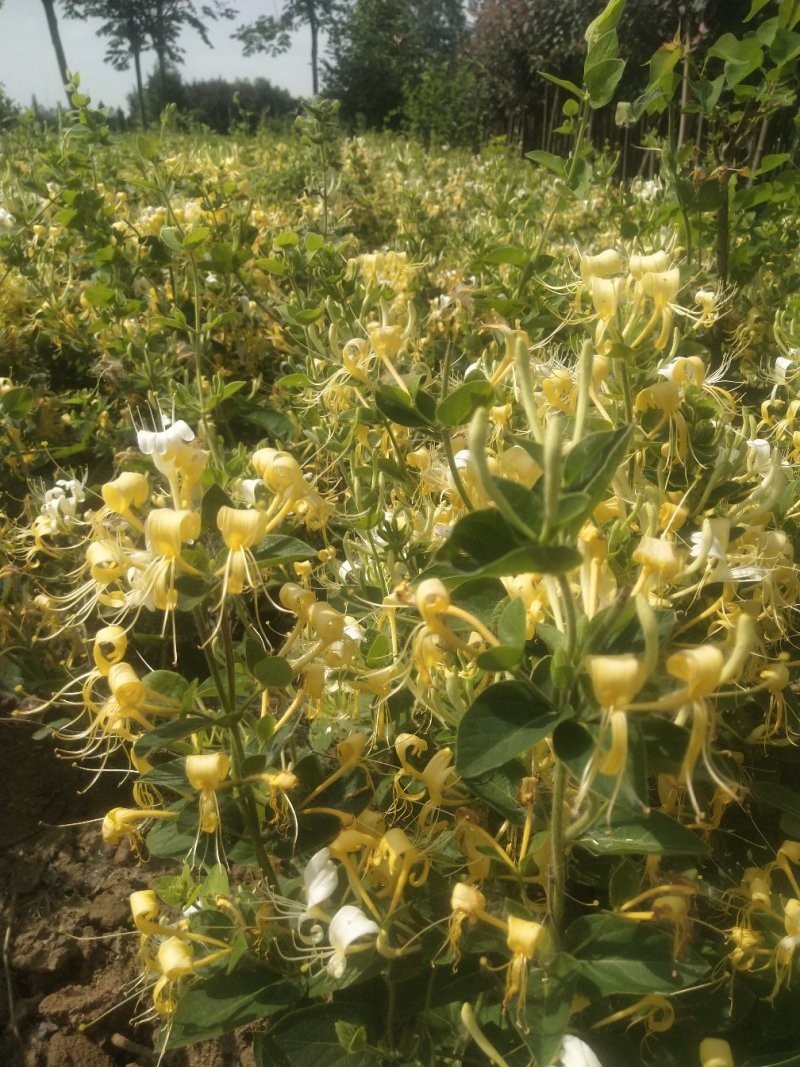 金银花爬藤植物，黄色、红色可选，花量大，好管理