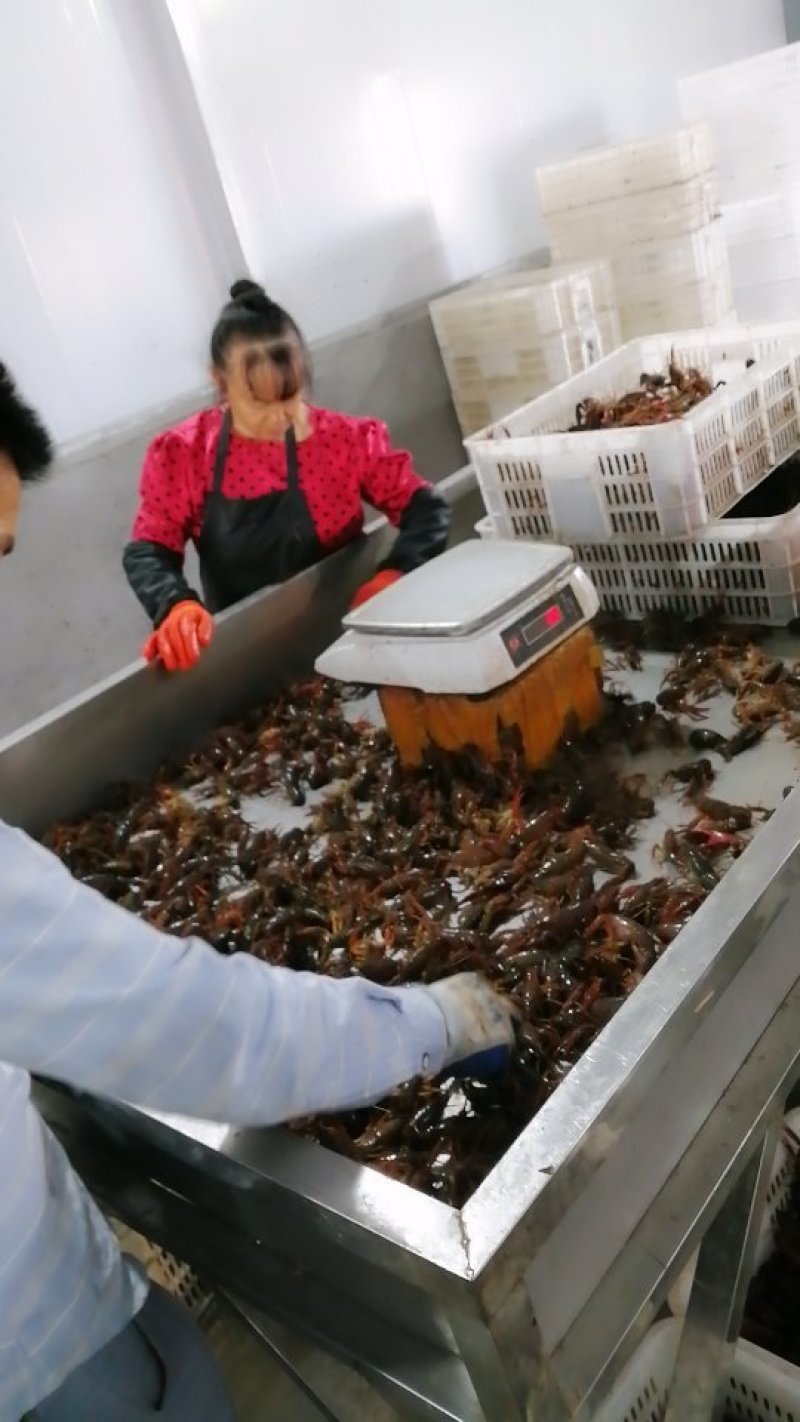 龙虾