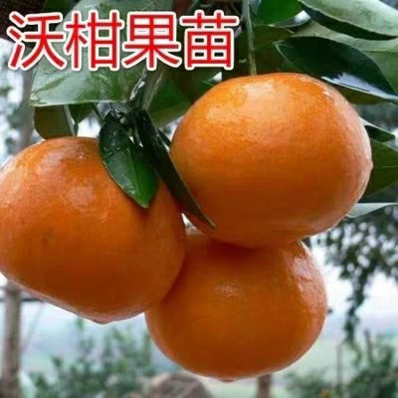 嫁接沃柑桔苗品种保证口感好易管理抗寒抗病能强