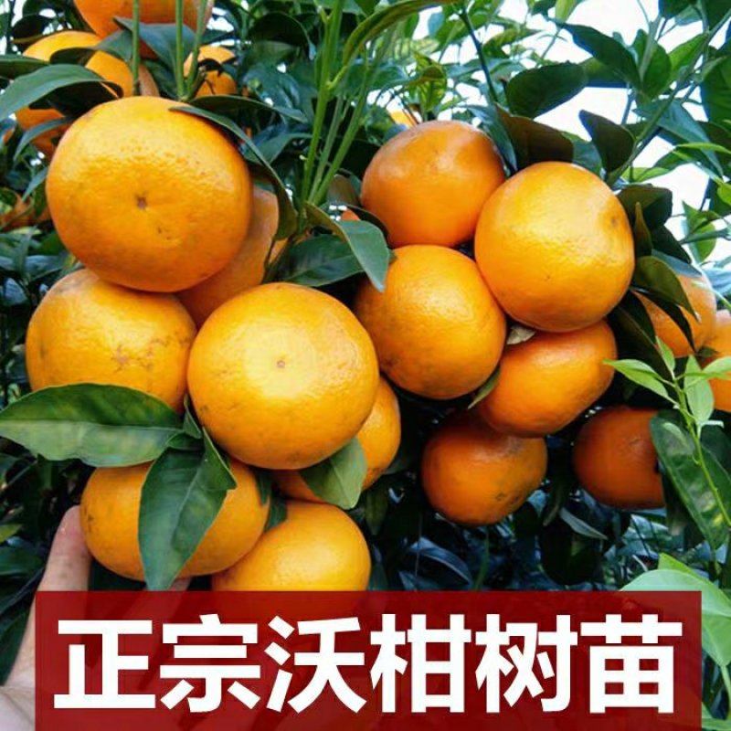 嫁接沃柑桔苗品种保证口感好易管理抗寒抗病能强