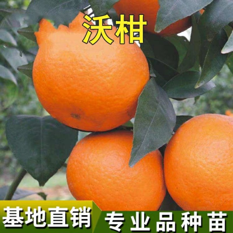 嫁接沃柑桔苗品种保证口感好易管理抗寒抗病能强