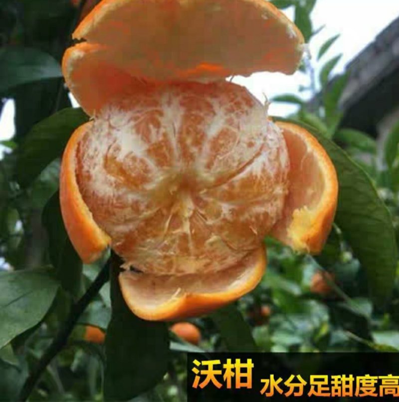 嫁接沃柑桔苗品种保证口感好易管理抗寒抗病能强