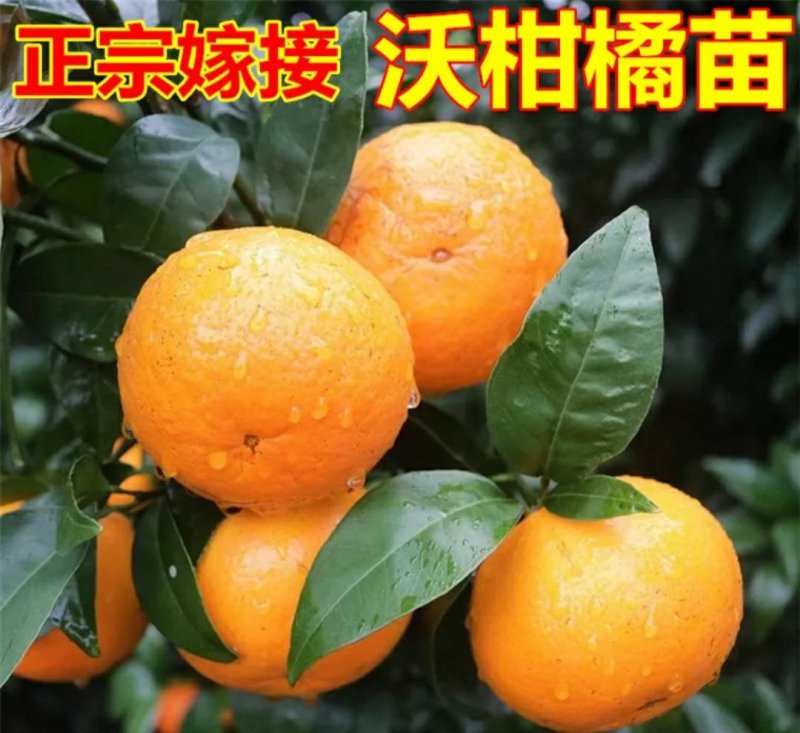 嫁接沃柑桔苗品种保证口感好易管理抗寒抗病能强