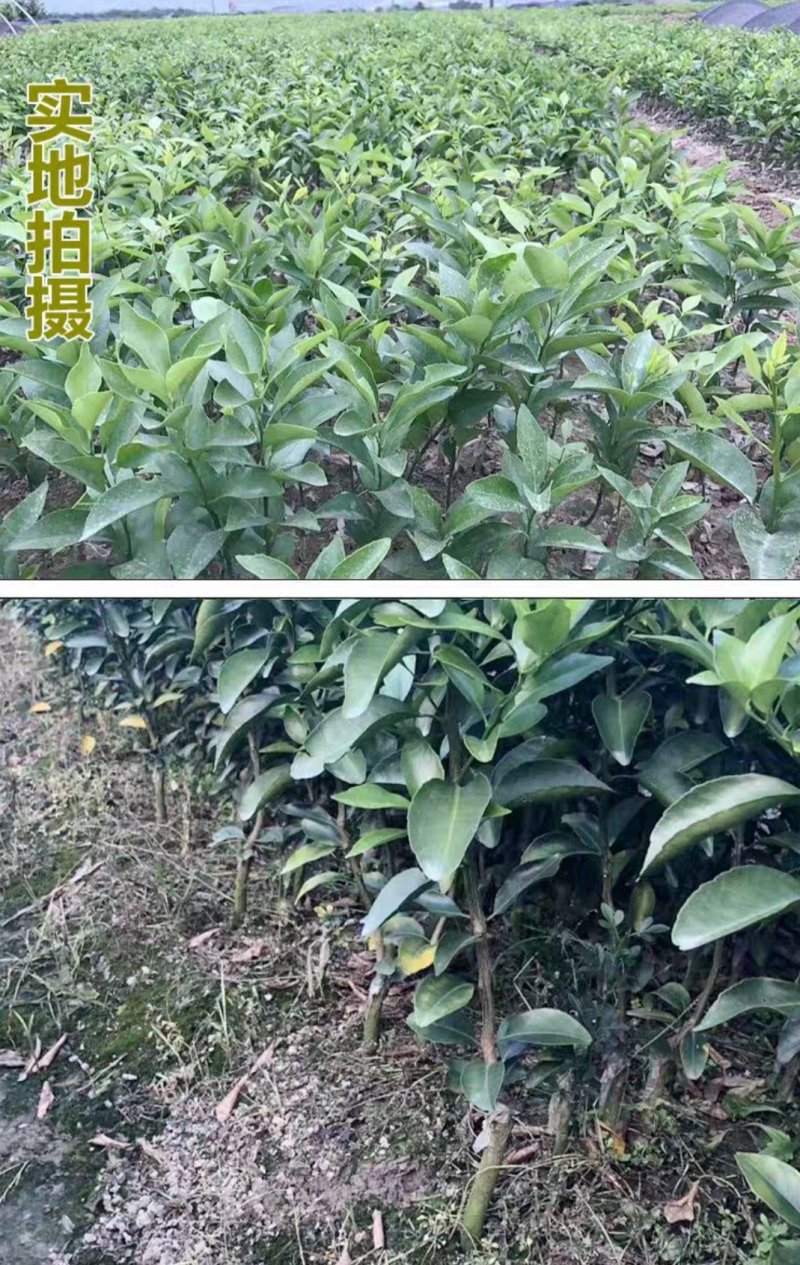 嫁接沃柑桔苗品种保证口感好易管理抗寒抗病能强