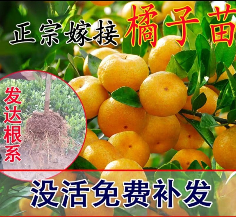 嫁接沃柑桔苗品种保证口感好易管理抗寒抗病能强