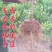 嫁接沃柑桔苗品种保证口感好易管理抗寒抗病能强