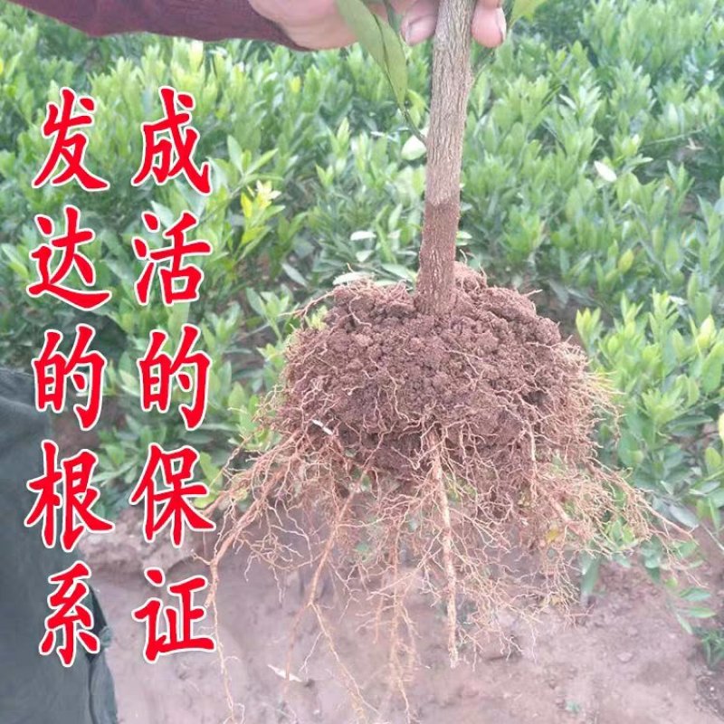 嫁接沃柑桔苗品种保证口感好易管理抗寒抗病能强