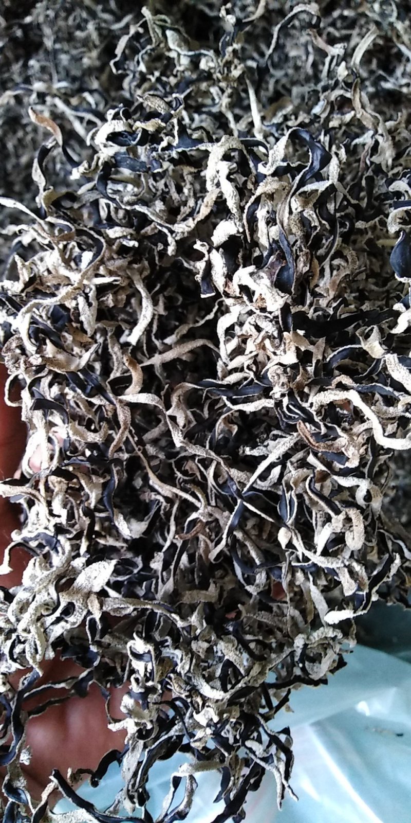 头批精品木耳丝