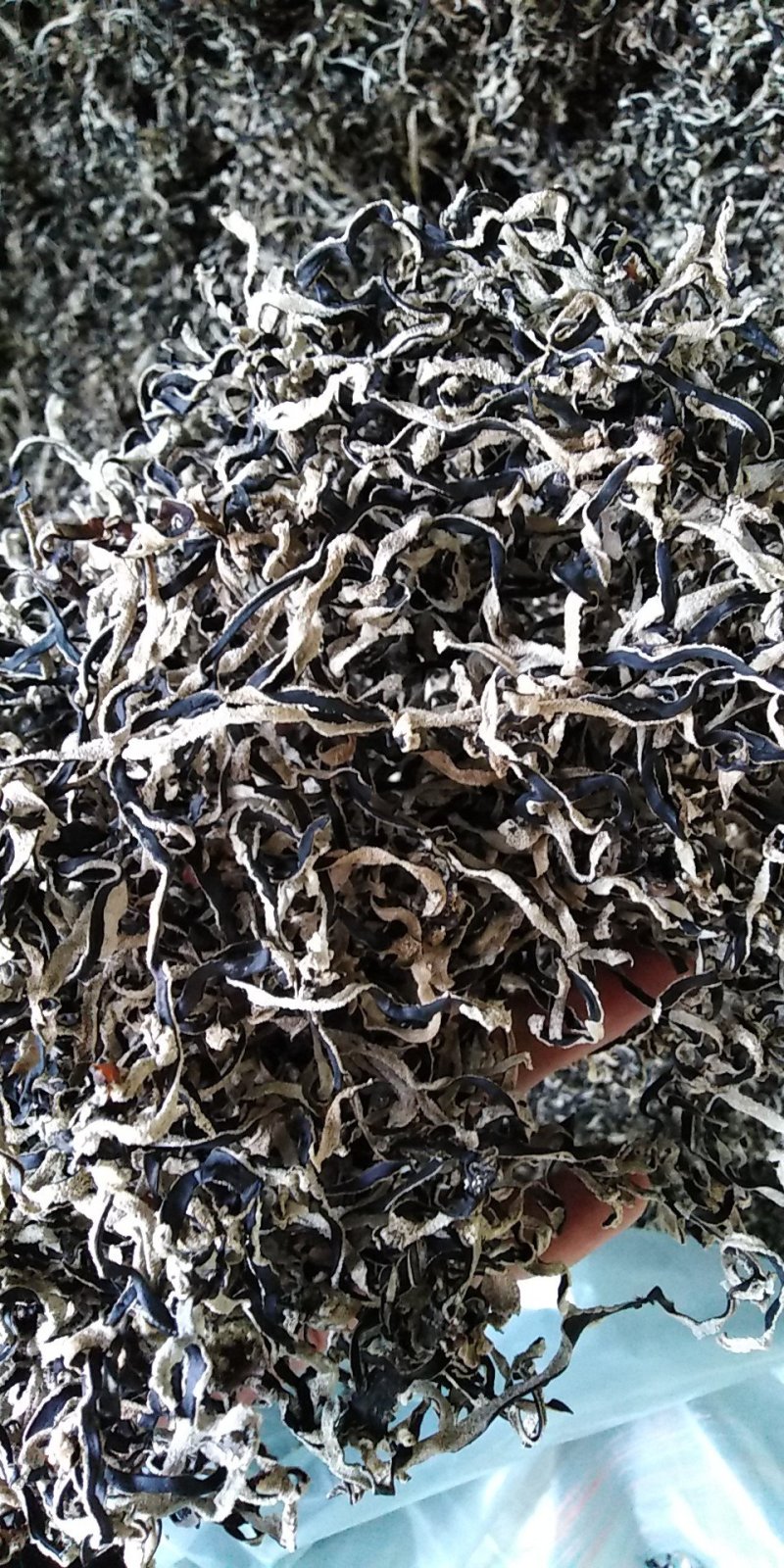头批精品木耳丝