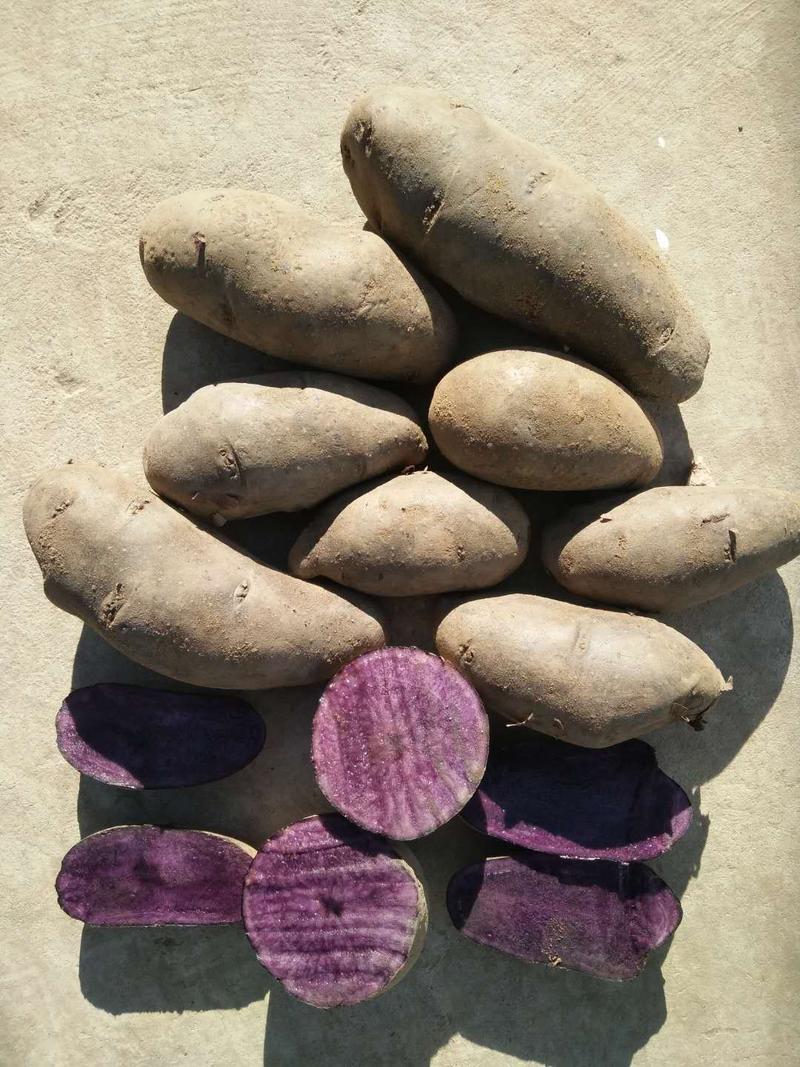 黑金刚土豆种薯！原种！产地甘肃！免费提供种植技术管理经验