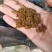 脱脂鱼粉新鲜度好，蛋白58适口性强。提高采食量。