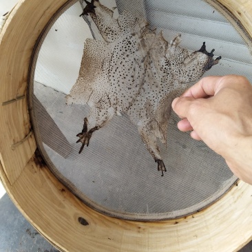 蟾衣