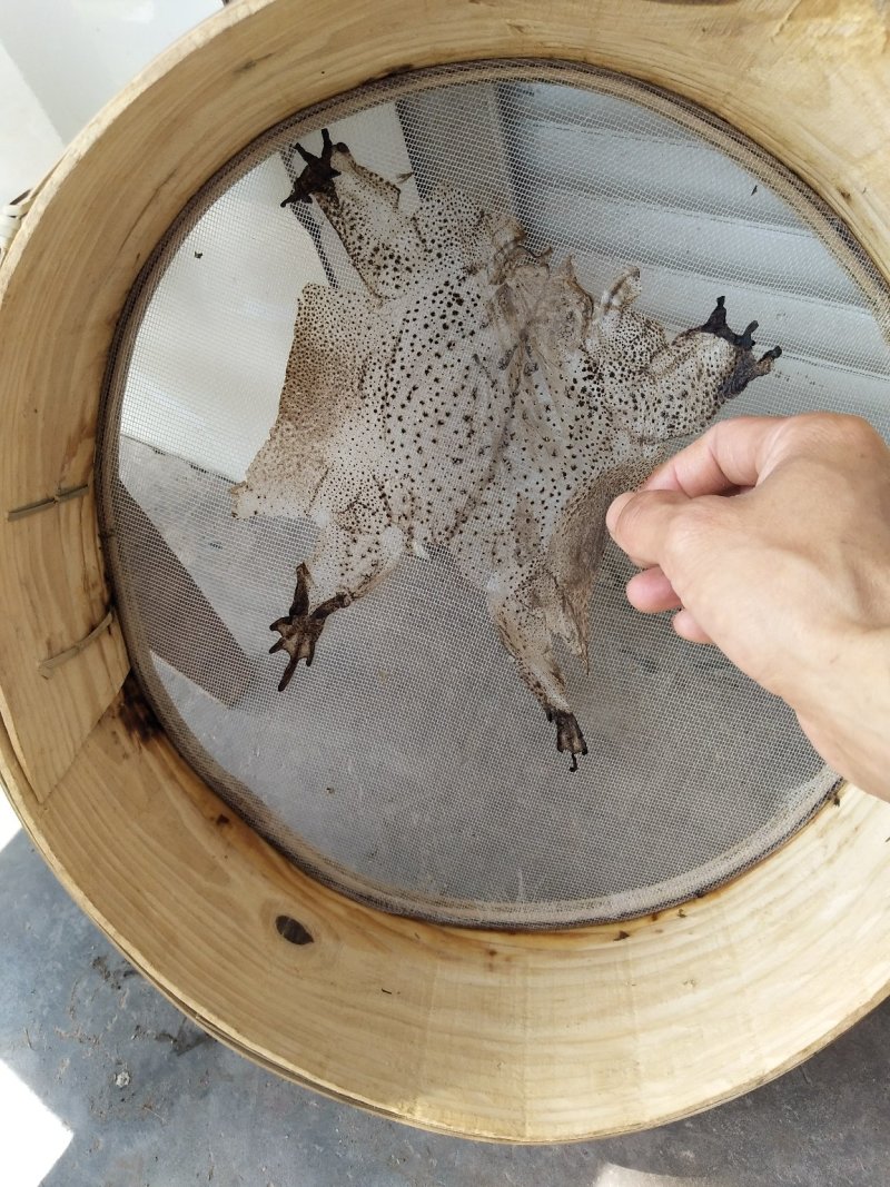 蟾衣