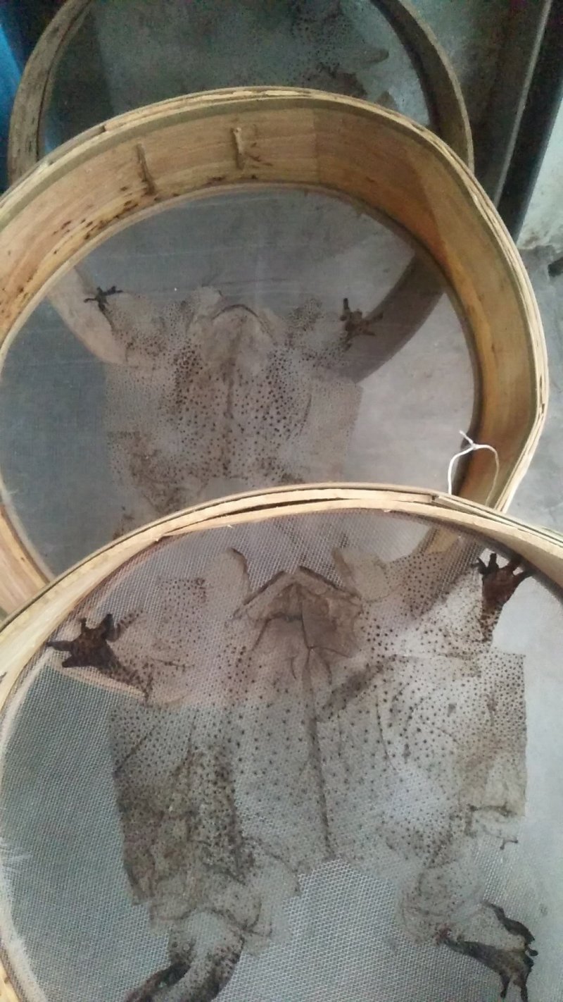 蟾衣