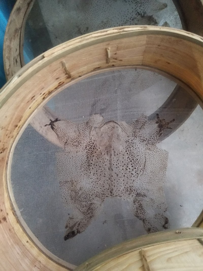 蟾衣
