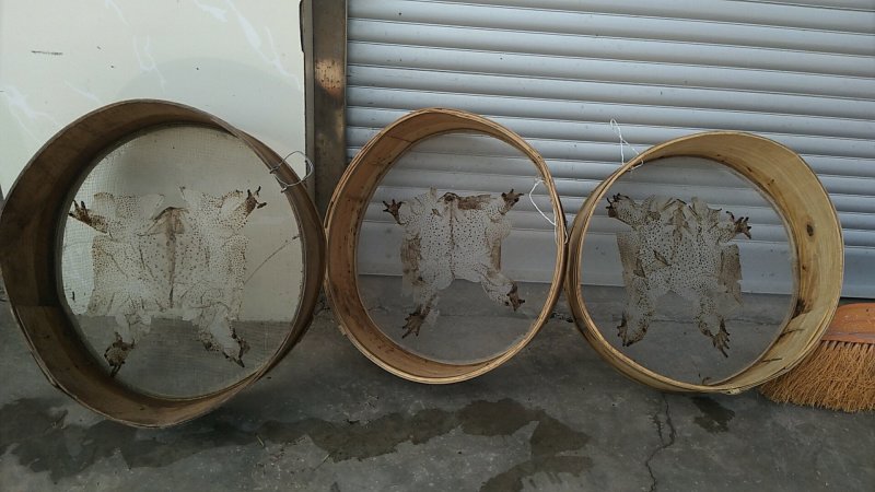 蟾衣
