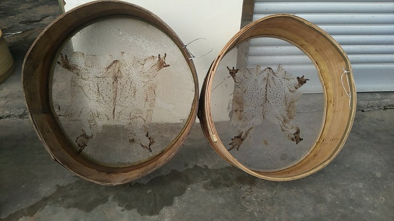 蟾衣