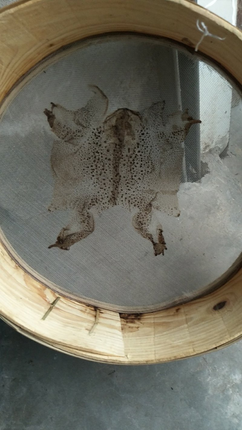 蟾衣