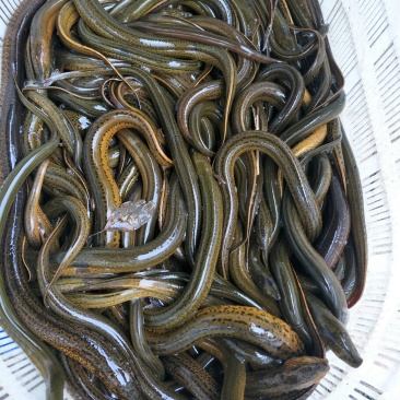 野黄鳝出售