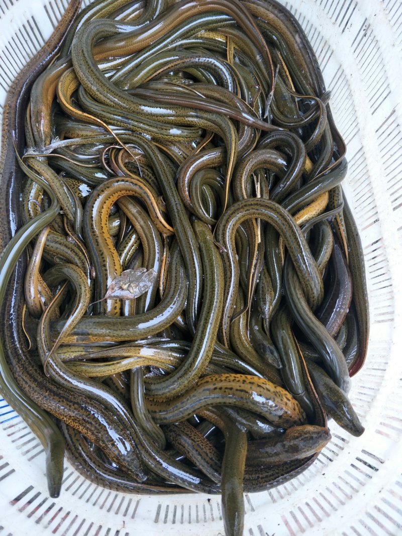 野黄鳝出售