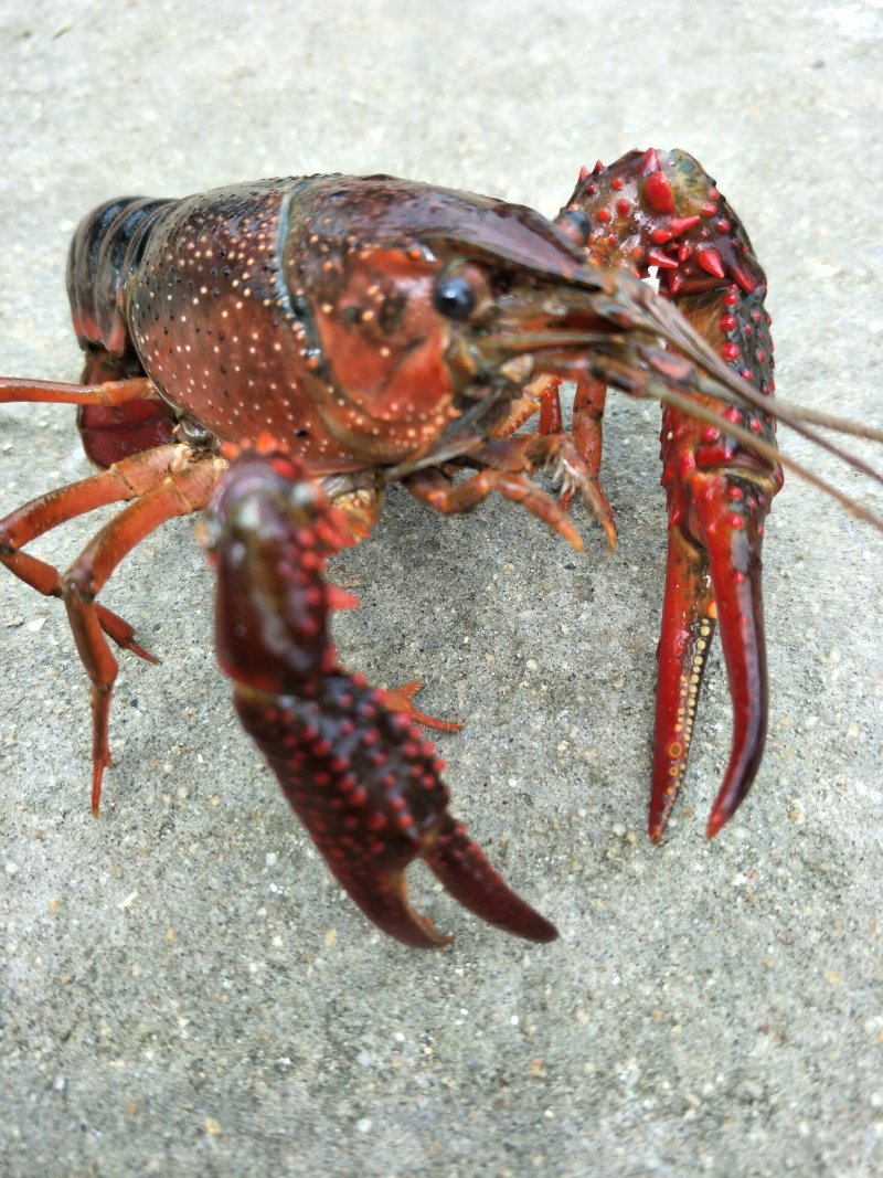 虾类