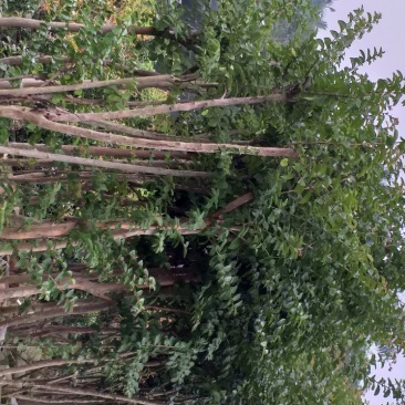 小叶紫薇
