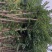 小叶紫薇