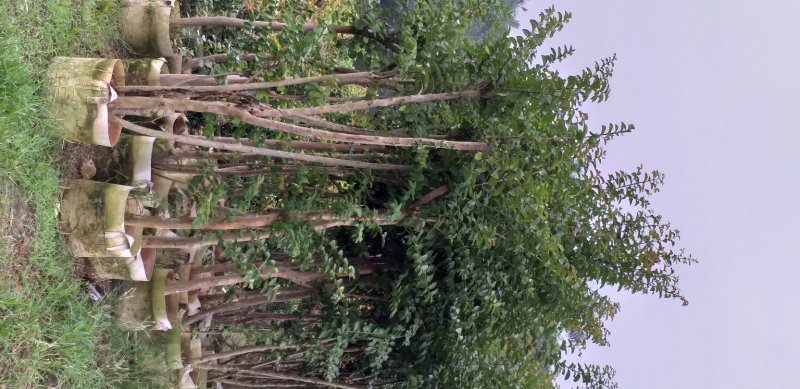 小叶紫薇