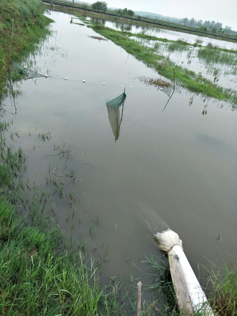 龙虾