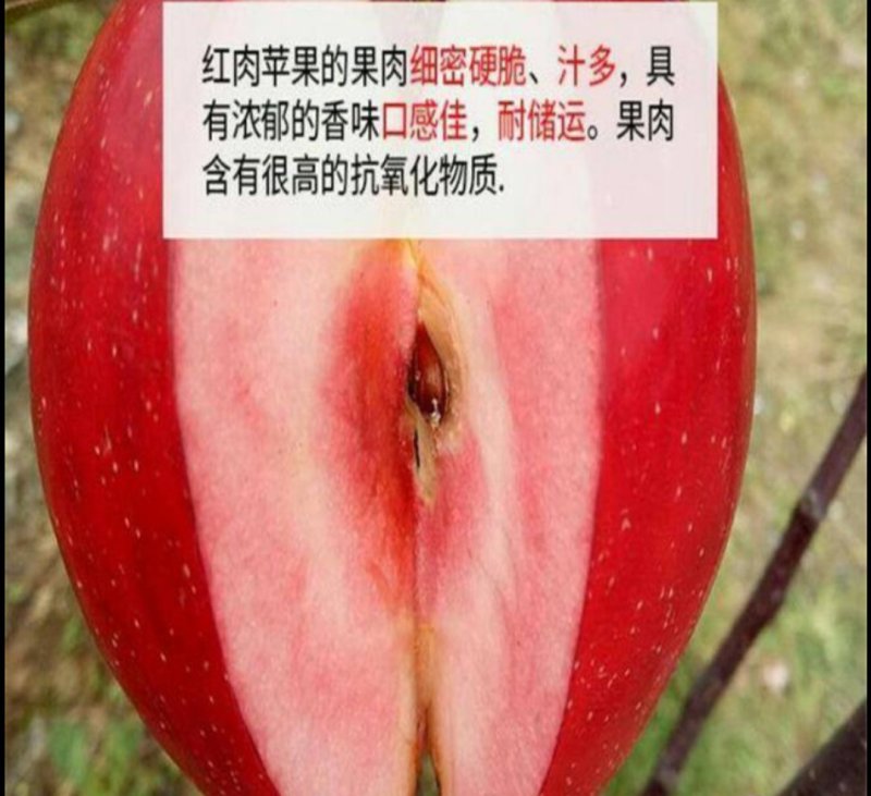 红色之爱苹果苗红心肉纯嫁接品种包邮