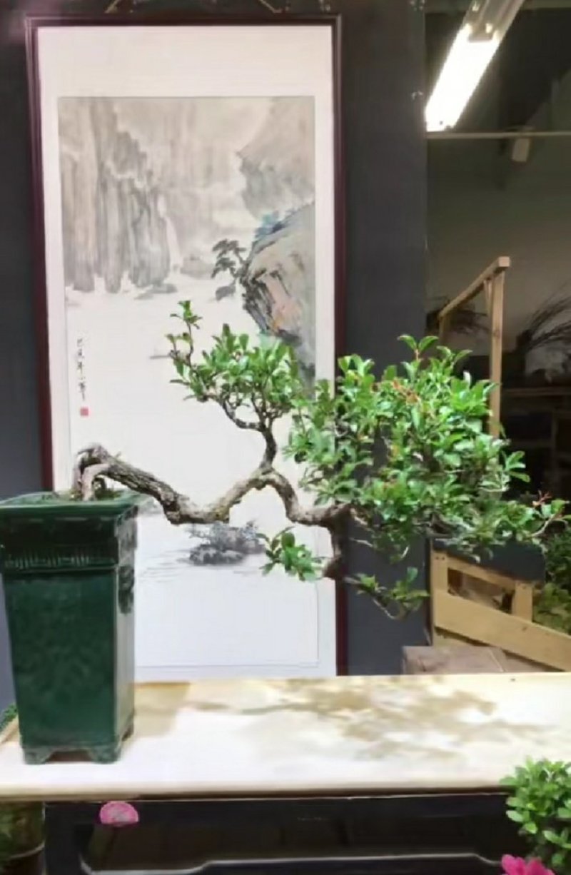 石榴盆景(获奖盆景)