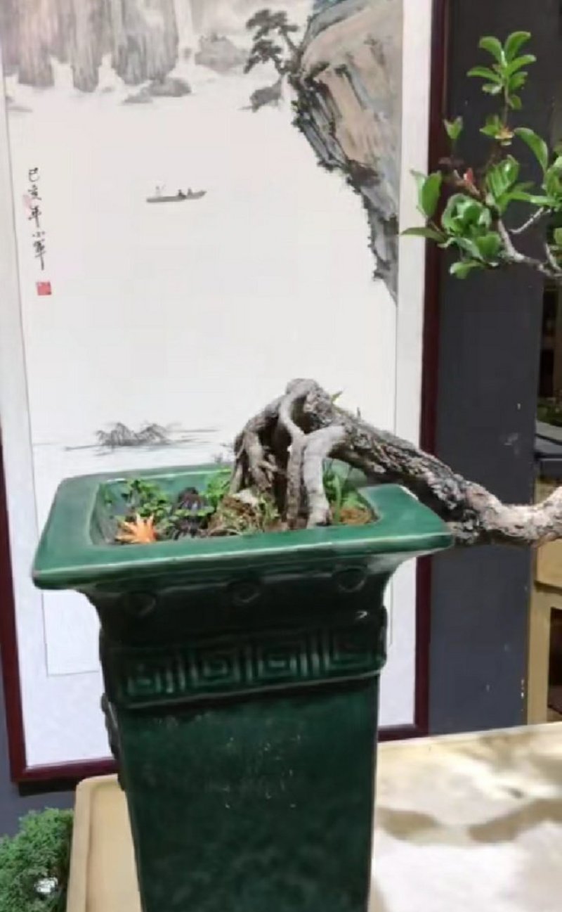 石榴盆景(获奖盆景)