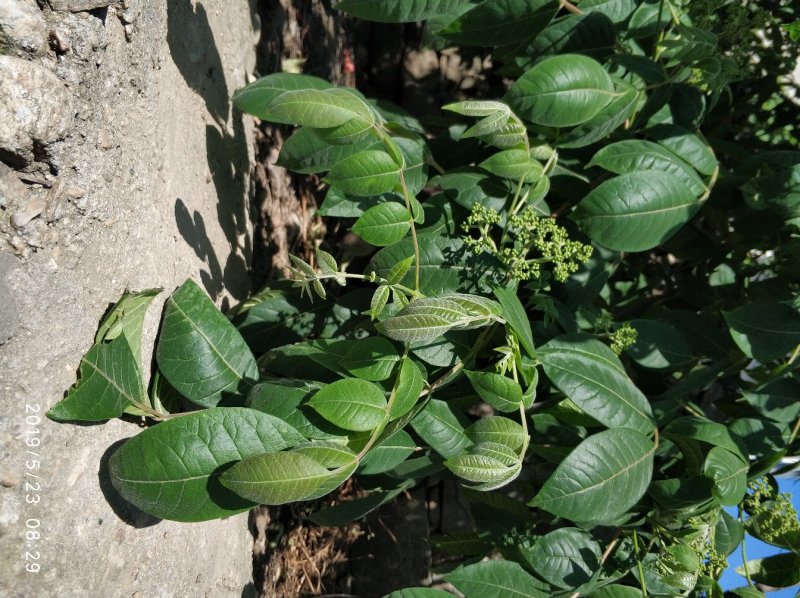吴茱萸中花