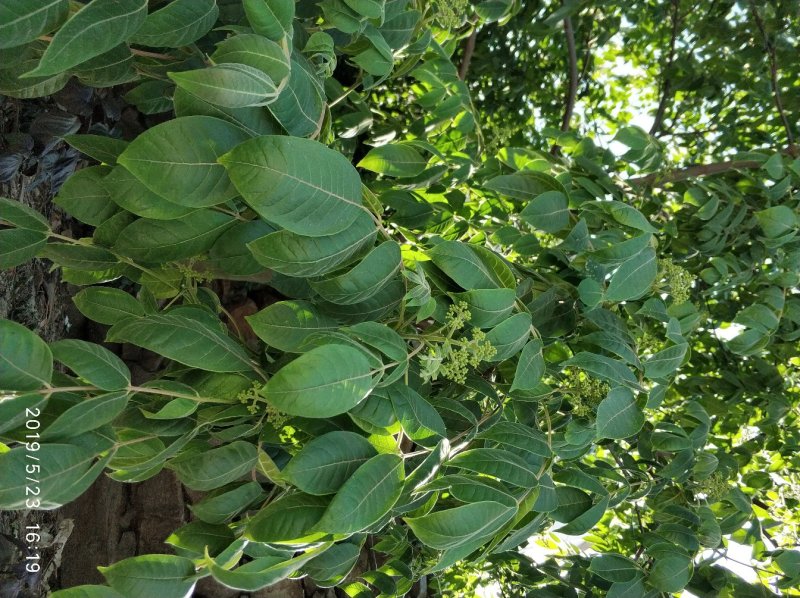 吴茱萸中花