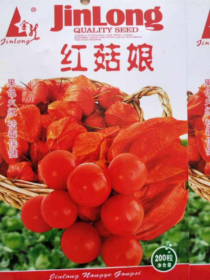 菇娘果，品种纯正，产量高。黄色的果个大口感较甜，红色