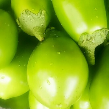 青茄子