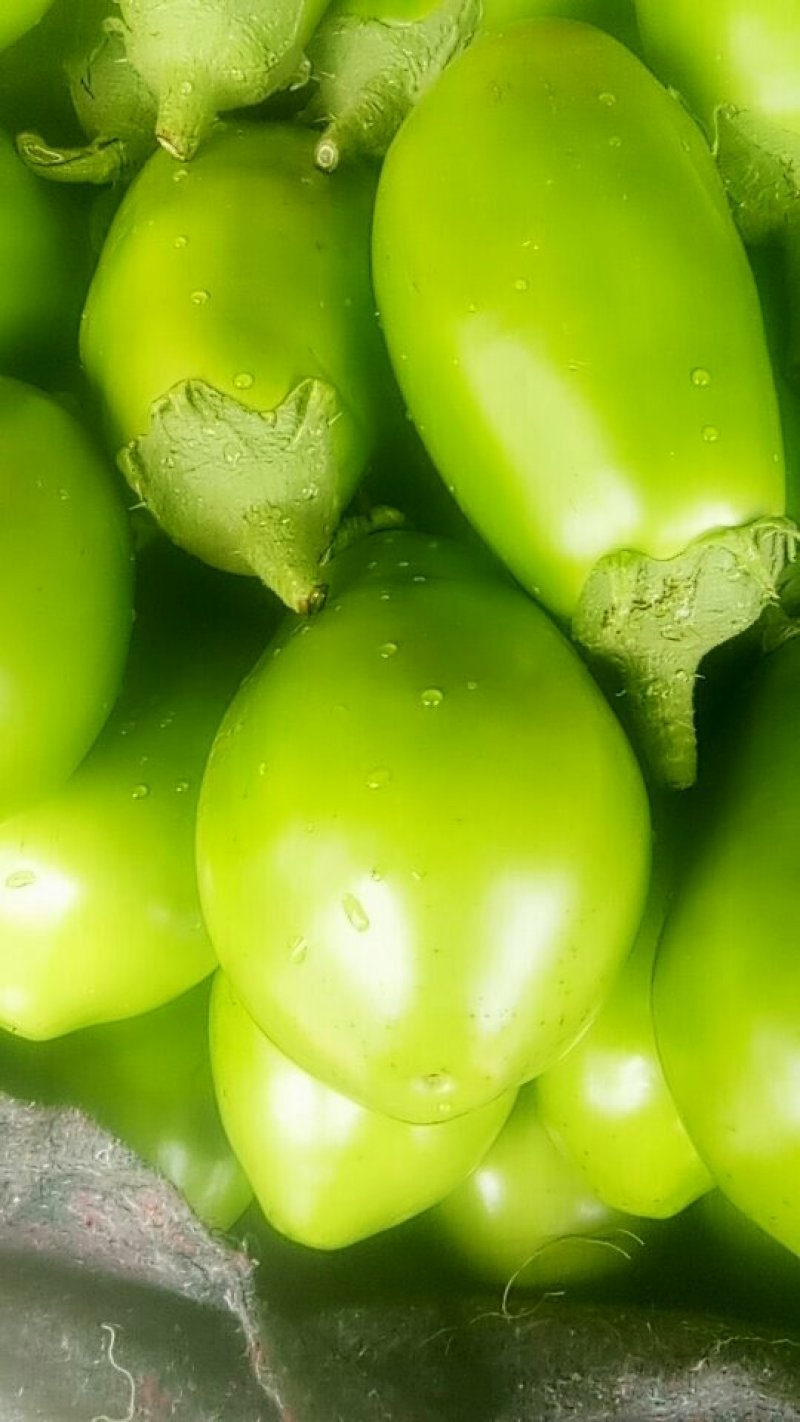 青茄子
