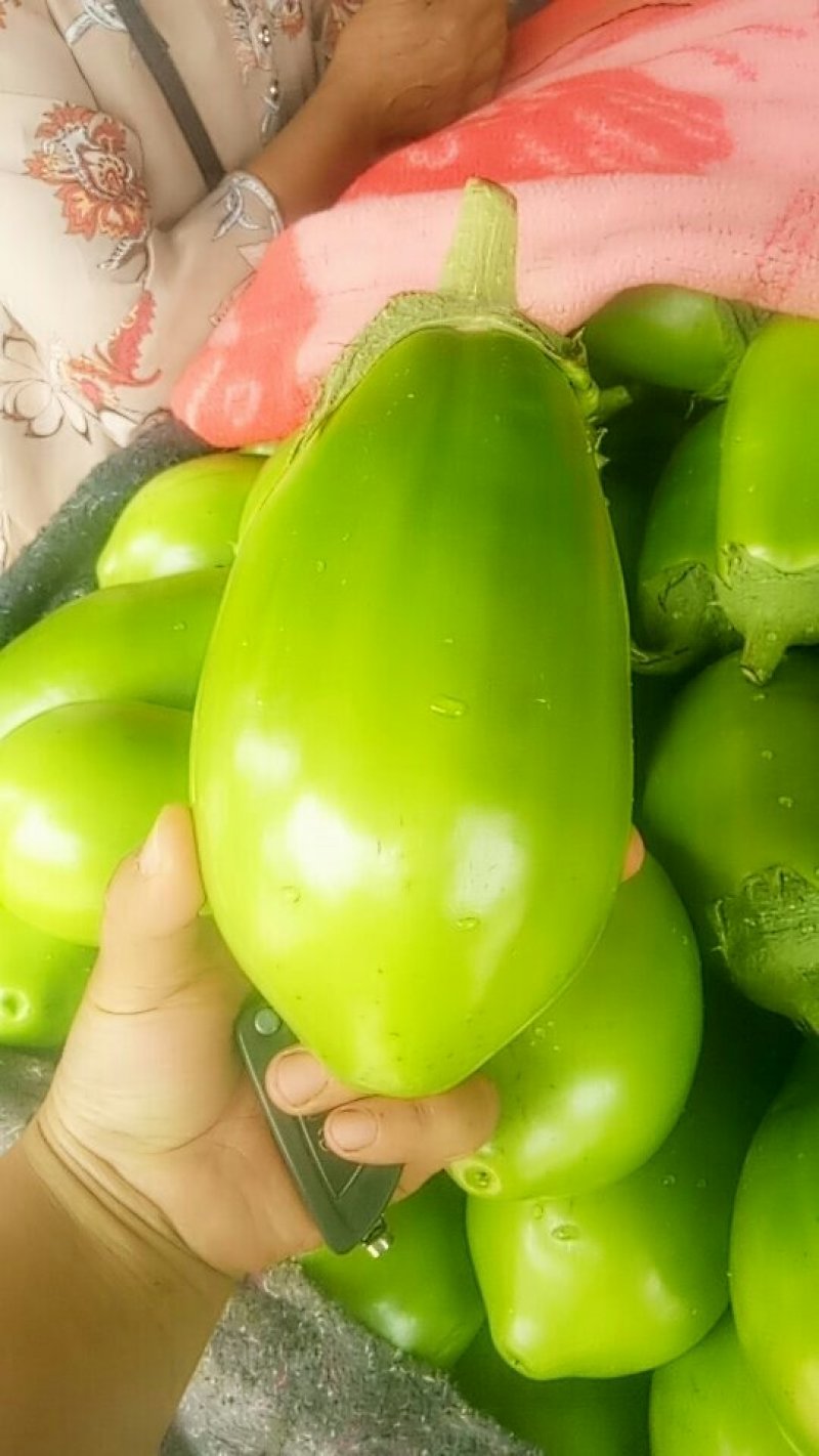 青茄子