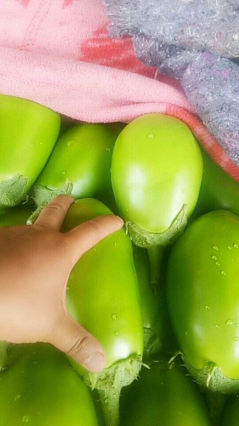 青茄子